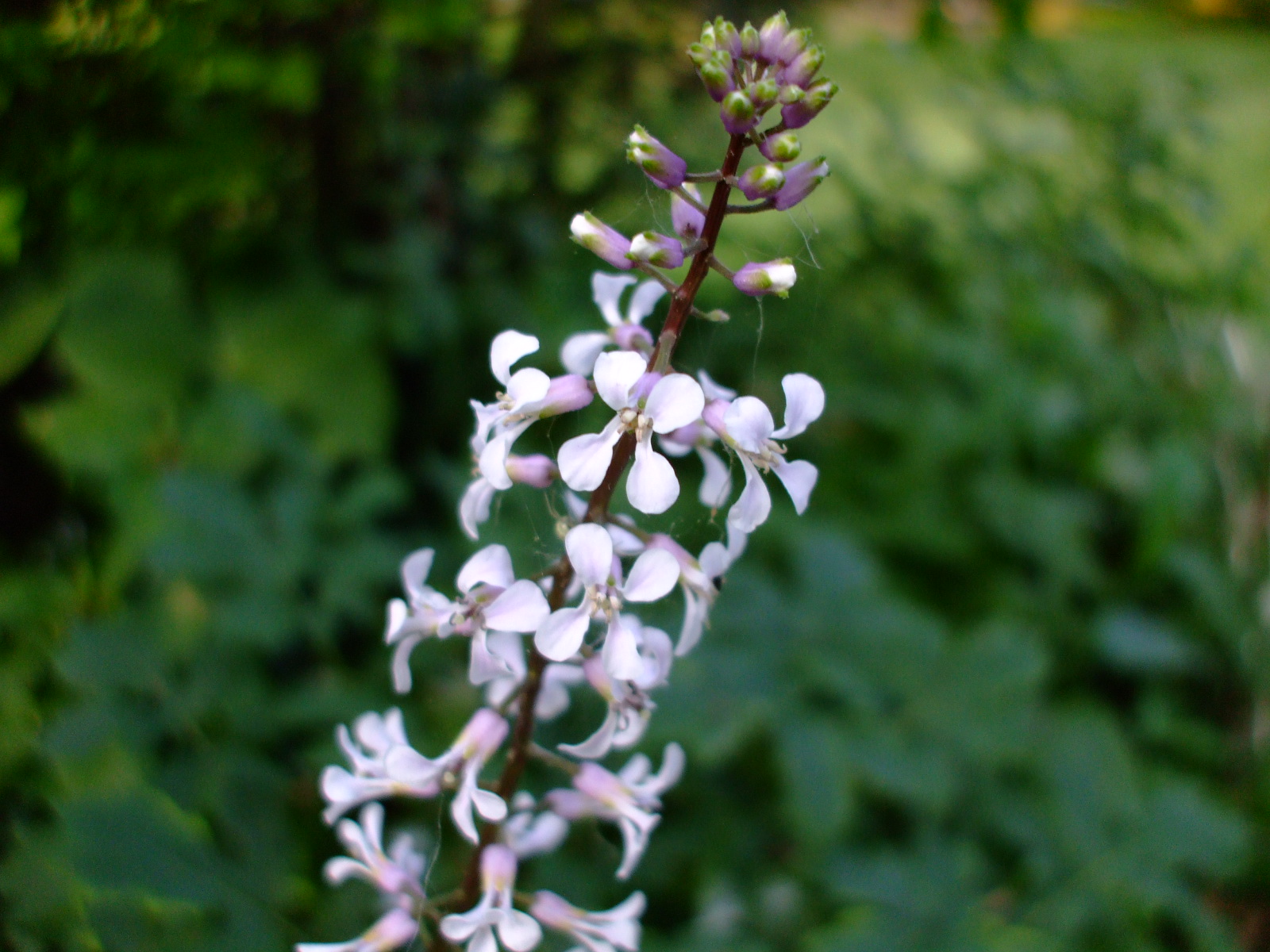 Iodanthus pinnatifidus